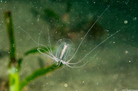 Polyorchis penicillatus (Bell Medusa)