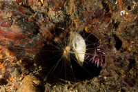 Thelepus crispus (Terebellid Worm)