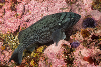 Sebastes mystinus (Blue Rockfish)