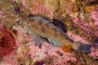 Hexagrammos decagrammus (Kelp Greenling)