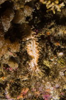 Eupentacta quinquesemita (White Sea Cucumber)