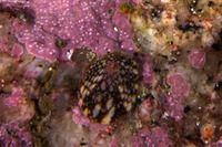 Testudinalia testudinalis (Common Tortoiseshell Limpet)