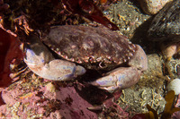 Romaleon antennarium (Pacific Rock Crab)