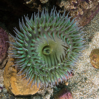 Anthopleura xanthogrammica (Giant Green Anemone)