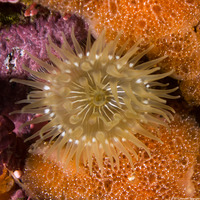 Epiactis prolifera (Proliferating Anemone)