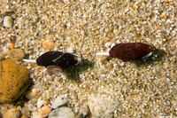 Atrimitra idae (Ida's Miter)