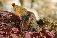 Hesperaptyxis luteopictus (Painted Spindle)