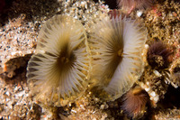 Myxicola sp.2 (Colonial Slime Tubeworm)