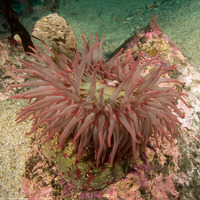 Urticina grebelnyi (Painted Urticina)