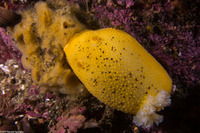 Peltodoris nobilis (Sea Lemon)