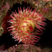 Urticina piscivora (Fish-Eating Urticina)