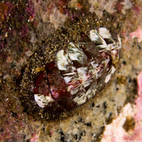 Mopalia lignosa (Woody Chiton)
