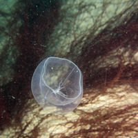 Mitrocoma cellularia (Cross Jelly)