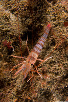 Lysmata californica (Red Rock Shrimp)