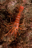 Lysmata californica (Red Rock Shrimp)