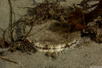 Patinopecten caurinus (Giant Pacific Scallop)