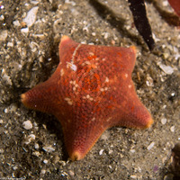 Patiria miniata (Bat Star)