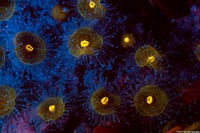 Corynactis californica (Club-Tipped Anemone)