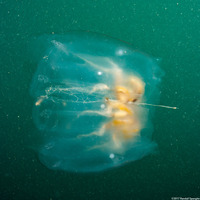 Cyclosalpa affinis (Cyclosalpa Affins)