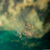 Cyclosalpa bakeri (Cyclosalpa Bakeri)