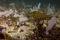 Pyrosoma atlanticum (Pyrosome)