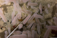 Pyrosoma atlanticum (Pyrosome)