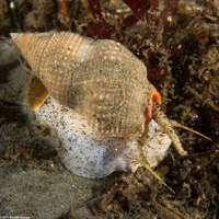 Nassarius fossatus (Giant Western Nassa)