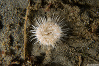 Diadumene leucolena (Ghost Anemone)