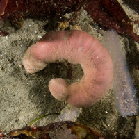 Urechis caupo (Fat Innkeeper Worm)