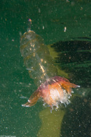 Physophora hydrostatica (Hula Skirt Siphonophore)