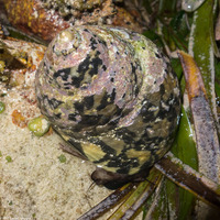 Cittarium pica (West Indian Top Snail)