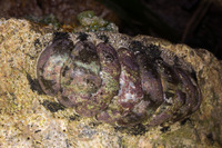 Acanthopleura granulata (West Indian Fuzzy Chiton)