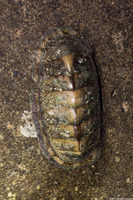 Chiton viridis (Spengler's Green Chiton)