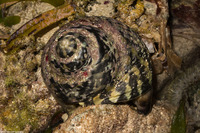 Cittarium pica (West Indian Top Snail)
