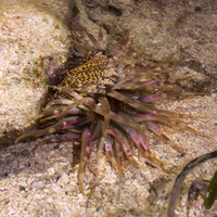 Bunodosoma granuliferum (Warty Anemone)
