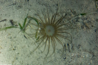 Isarachnanthus nocturnus (Banded Tube-Dwelling Anemone)
