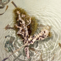 Exaiptasia diaphana (Pale Anemone)