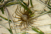 Isarachnanthus nocturnus (Banded Tube-Dwelling Anemone)