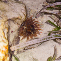 Bunodosoma granuliferum (Warty Anemone)