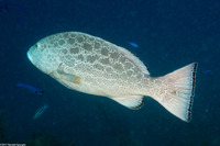Mycteroperca venenosa (Yellowfin Grouper)