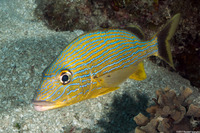 Haemulon sciurus (Bluestriped Grunt)