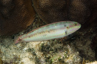 Halichoeres bivittatus (Slippery Dick)