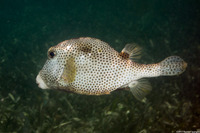 Lactophrys bicaudalis (Spotted Trunkfish)