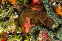 Davidaster rubiginosus (Golden Crinoid)