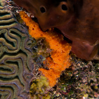 Scopalina ruetzleri (Orange Lumpy Encrusting Sponge)