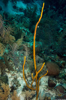 Aplysina cauliformis (Row Pore Rope Sponge)