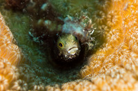 Acanthemblemaria spinosa (Spinyhead Blenny)