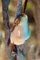 Cyphoma gibbosum (Flamingo Tongue)