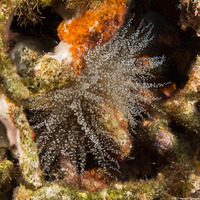 Laviactis lucida (Knobby Anemone)