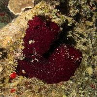 Mycale laxissima (Strawberry Vase Sponge)